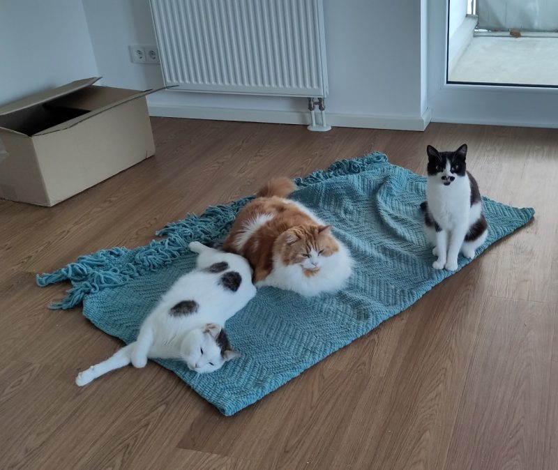 Alle drei Kater liegen auf einer türkiesen Decke in der leeren Wohnung