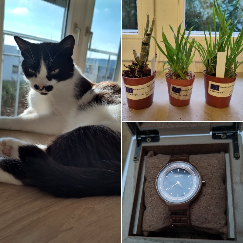 Athos liegt in der Sonne auf dem Schreibtisch während dem Homeoffice, drei kleine Orchideen stehen für die Flaschengarten bereit, eine neue Uhr mit Holzelementen in einer geöffneten Schatulle