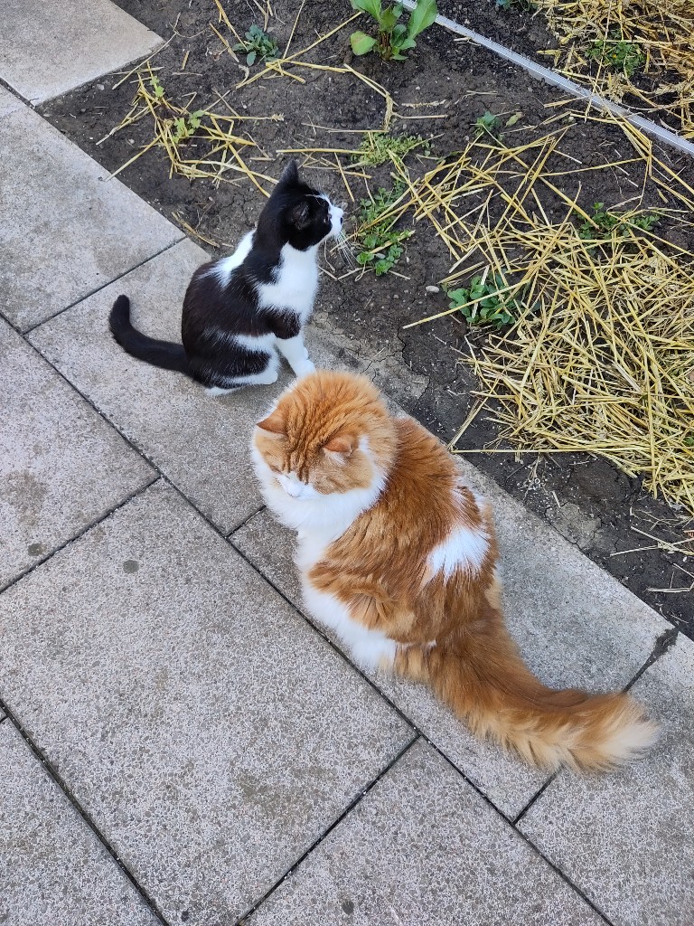 Athos und Neo sitzen beieinander auf der Terrasse und begucken sich das Katzennetz