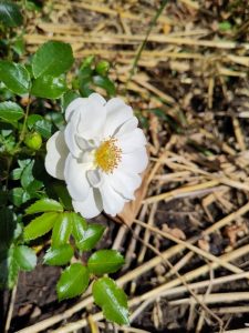 Eine weiß blühende Rose