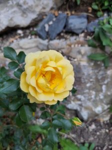 Eine gelb blühende Rose