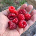 Eine kleine Handvoll reifer Himbeeren