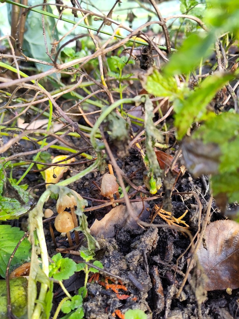 Kleine Pilze wachsen auf dem Erdboden zwischen verschiedenen Beerensträuchern und Kräutern