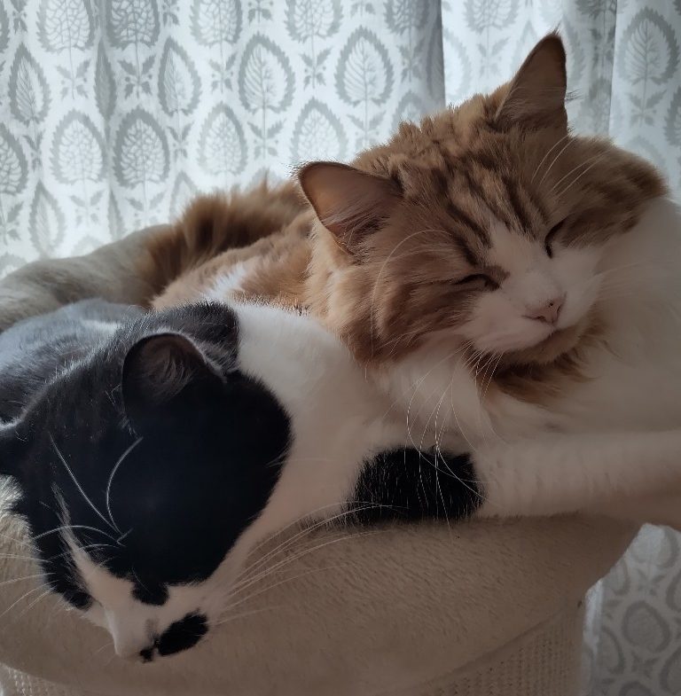 Athos und Neo liegen zusammen in einem Kissen auf einer Kratztonne