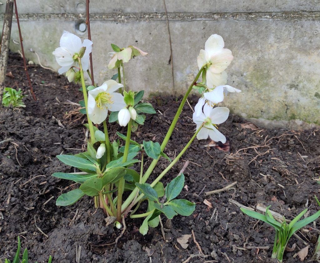Eine frisch gepflanzte und bereits blühende weiße Christrose.