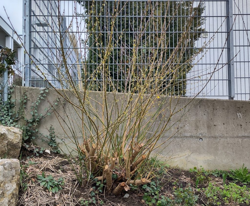 Eine fast 27 Jahre alte Forsythie im Garten.