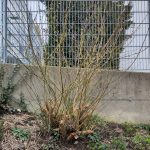 Eine fast 27 Jahre alte Forsythie im Garten.