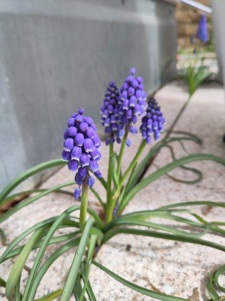 Wild gewachsene Traubenhyazinten