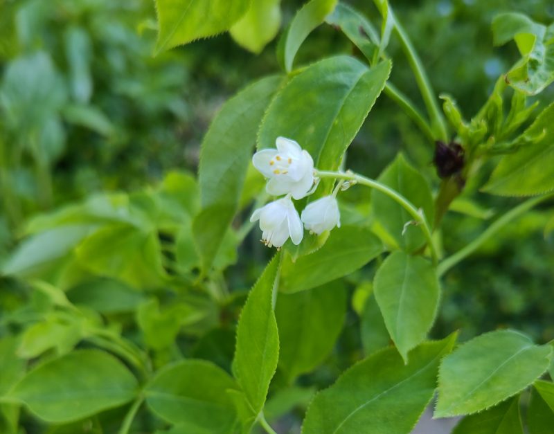 Eine sehr junge Pimpernusspflanze mit drei sehr zarten kleinen weißen Blüten.