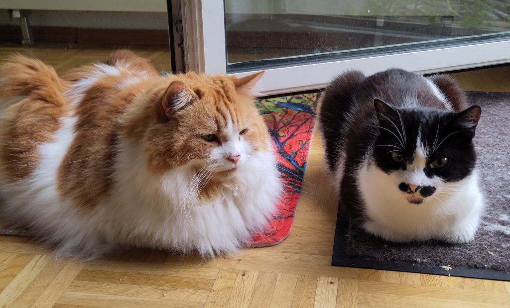 Athos und Neo liegen nebeneinander vor der geöffneten Terrassentür auf den innen liegenden Abstreifern