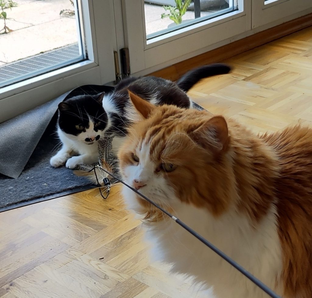 Athos und Neo am Spielen mit einer Spielangel