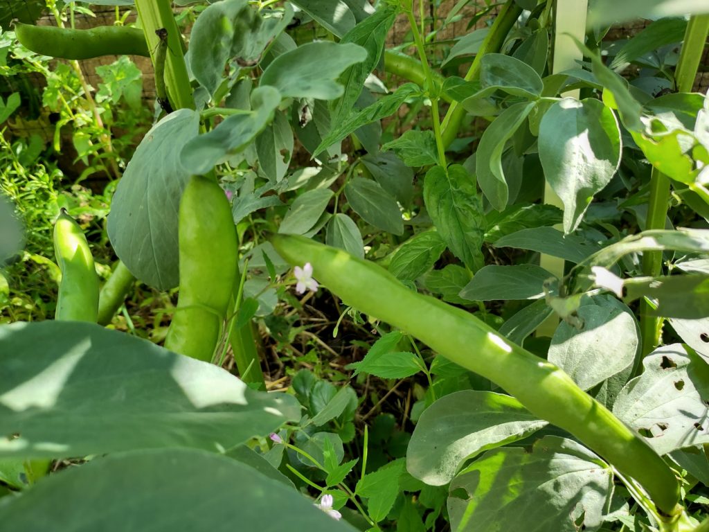 Mehrere dicke Bohnenschoten von Puffbohnen Pflanzen