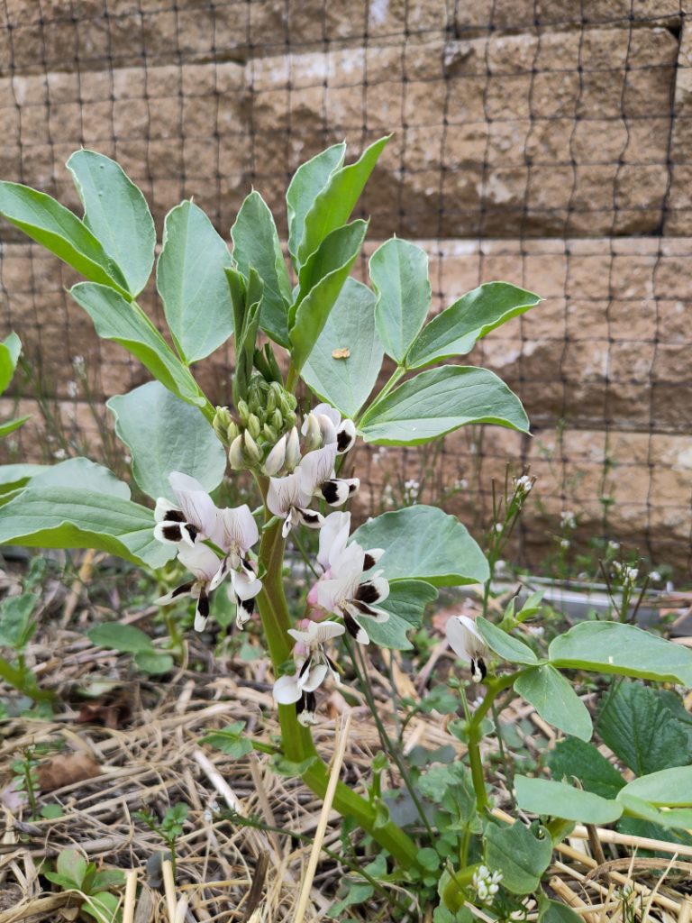Weiße Blüten an einer Puffbohnenpflanze