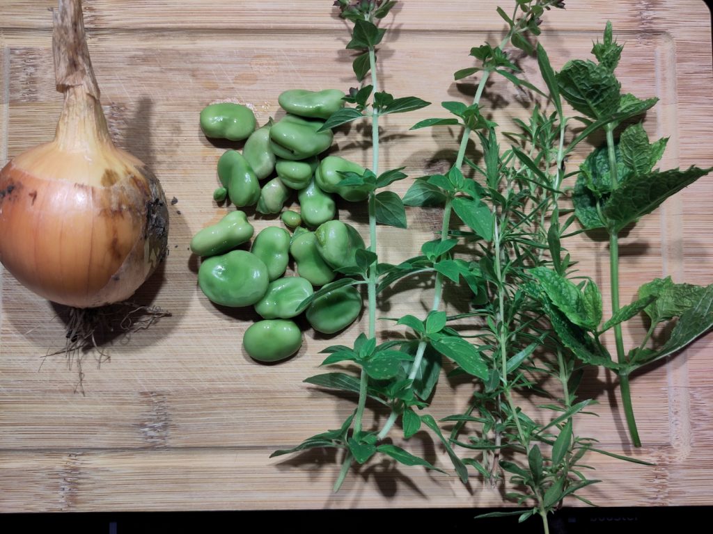Selbst angebaute und geerntete gelbe Zwiebel, neben ein paar frischen Puffbohnen und verschiedenen frischen Kräutern