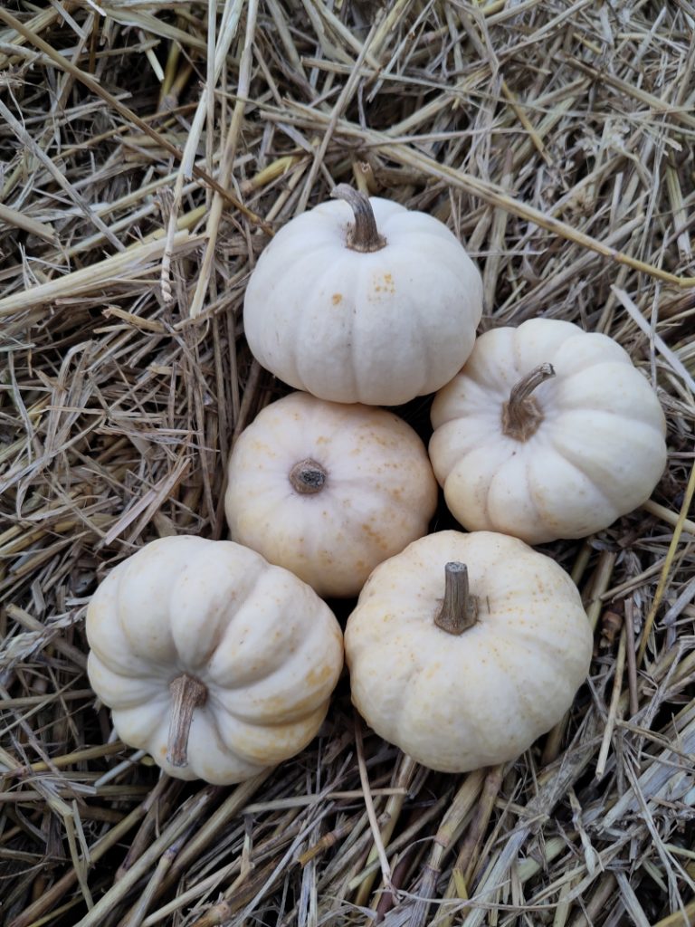 Fünf weiße oder beige Miniaturkürbisse der Sorte Baby Boo