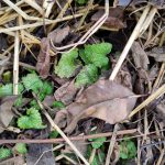 Frischer Austrieb der Zitronenmelisse umgeben von Herbstlaub