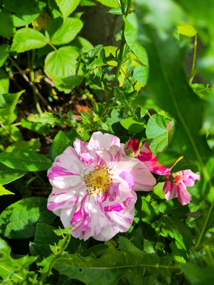 Apothekerrose Versicolor mit pink-weiß/rosa gestreiften Blüten