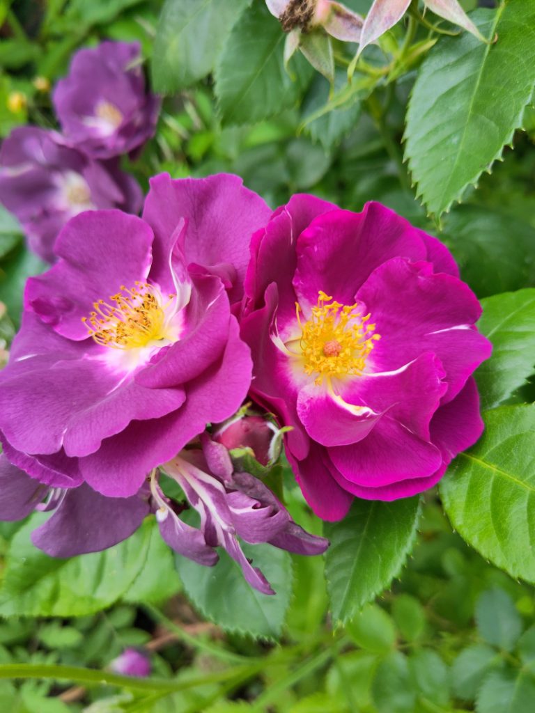 Zwei lilane Rosenblüten der Sorte Blue Rhapsody