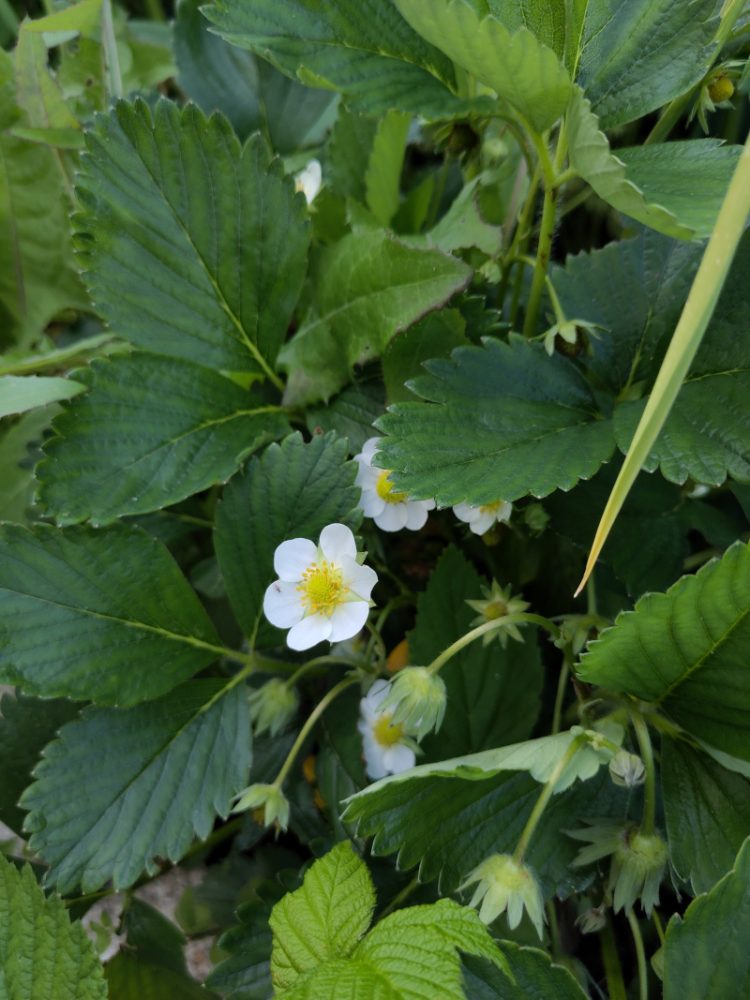 Zarte aber ordentlich große Erdbeerblüten