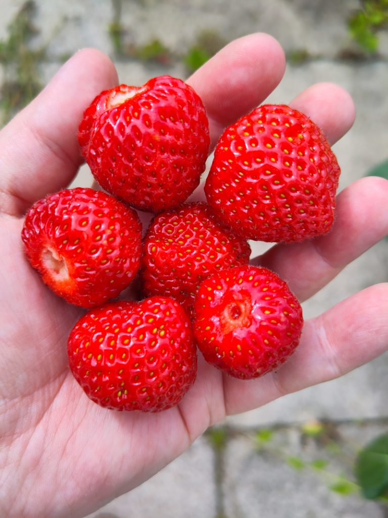 Reife mittelgroße Erdbeeren der Sorte Malwina oder Senga