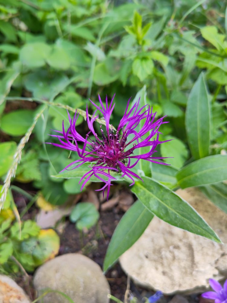 Eine filigrane lila Blüte der Flockenblume