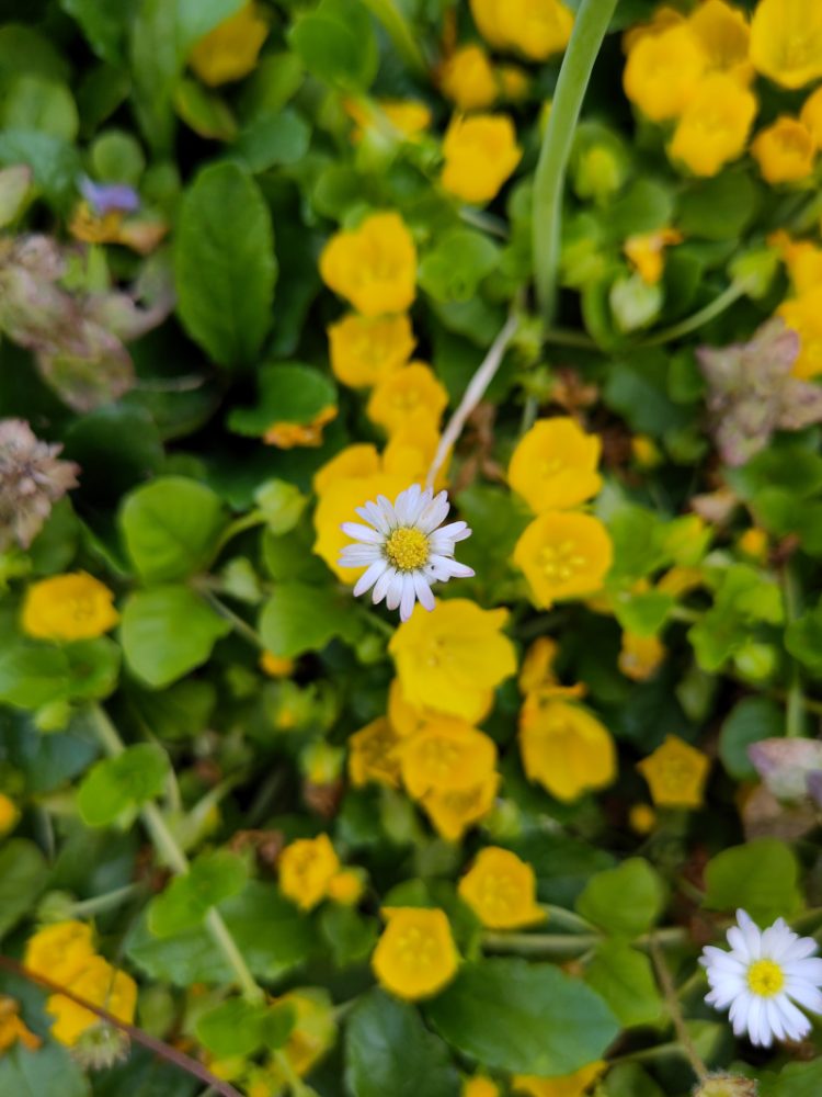 Wild angesiedelte Gänseblümchen