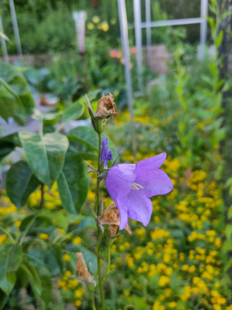 Eine letzte Blüte einer wild gekommenen Glockenblume