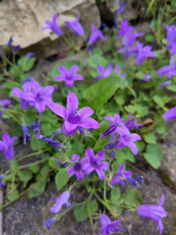 Eine weitere wild gekommene Glockenblume, dieses mal eine kleinere Art