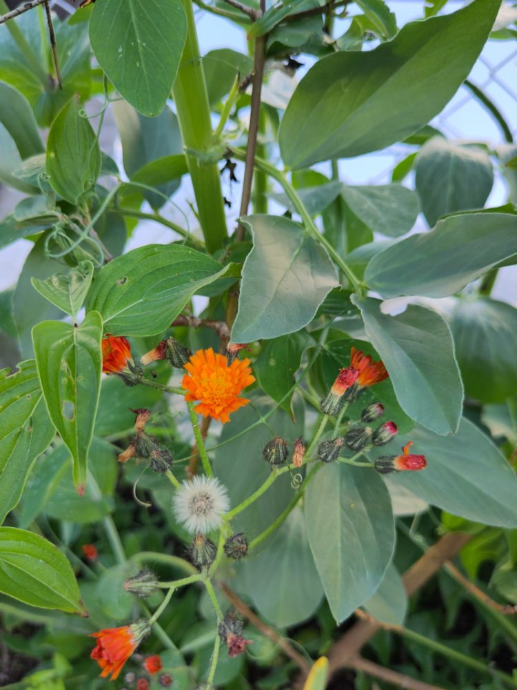 Orangen blühendes Habitskraut