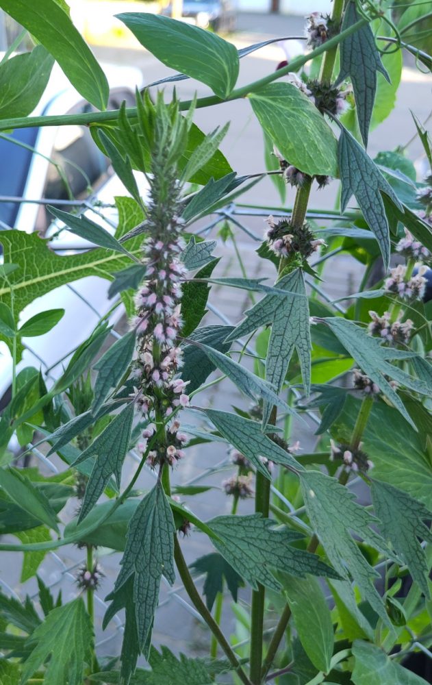 Bei Insekten sehr beliebte Blütenstände der Herzgespann-Pflanzen