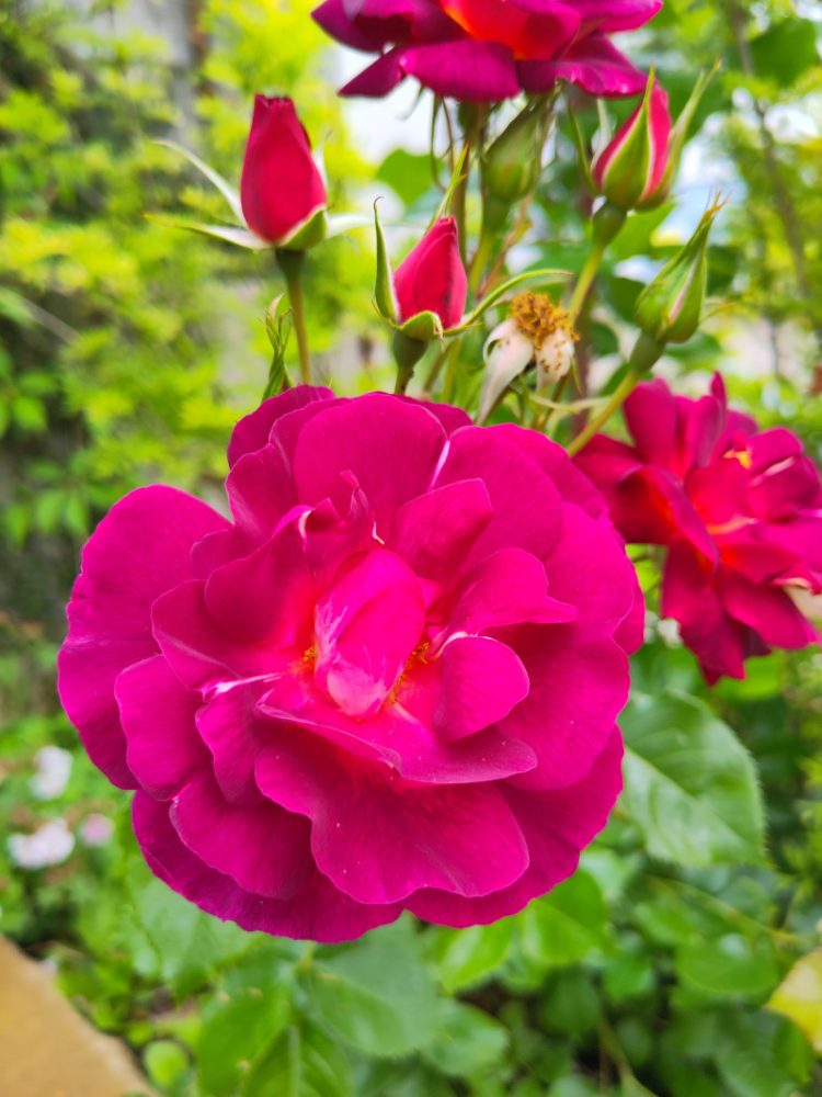 Eine rote Rosenblüte der Sorte Ile de Fleur