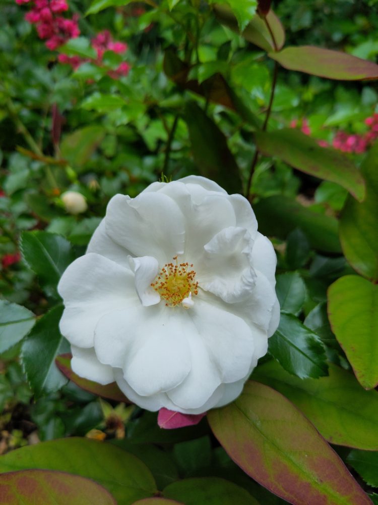 Eine weiße Rosenblüte der Sorte Innocencia