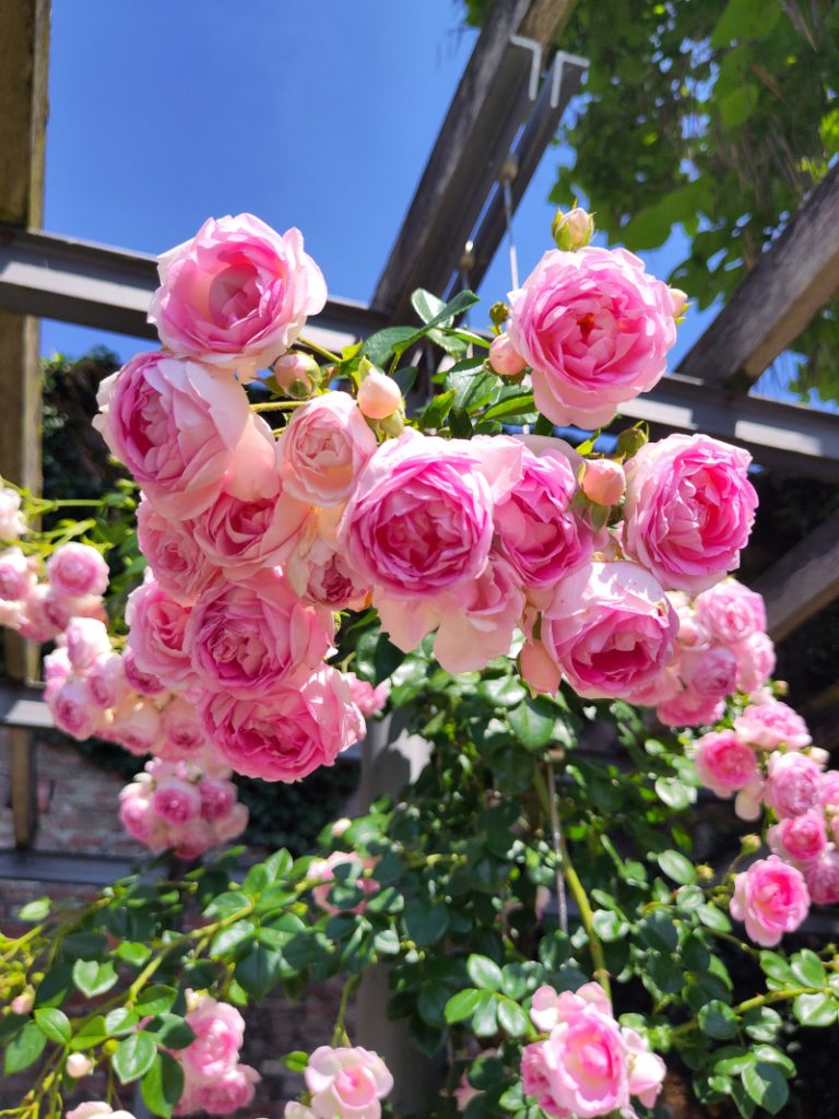 Kletterrose Jasmina an einer Pergola mit dicht gefüllten rosa bis pinkten Blüten