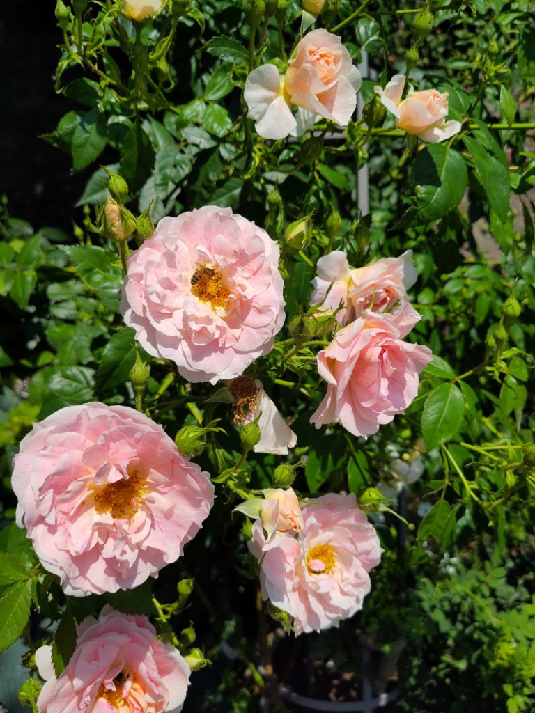 Eine zart rosane Rose mit dem Namen Kir Royal wird von einer Biene besucht.