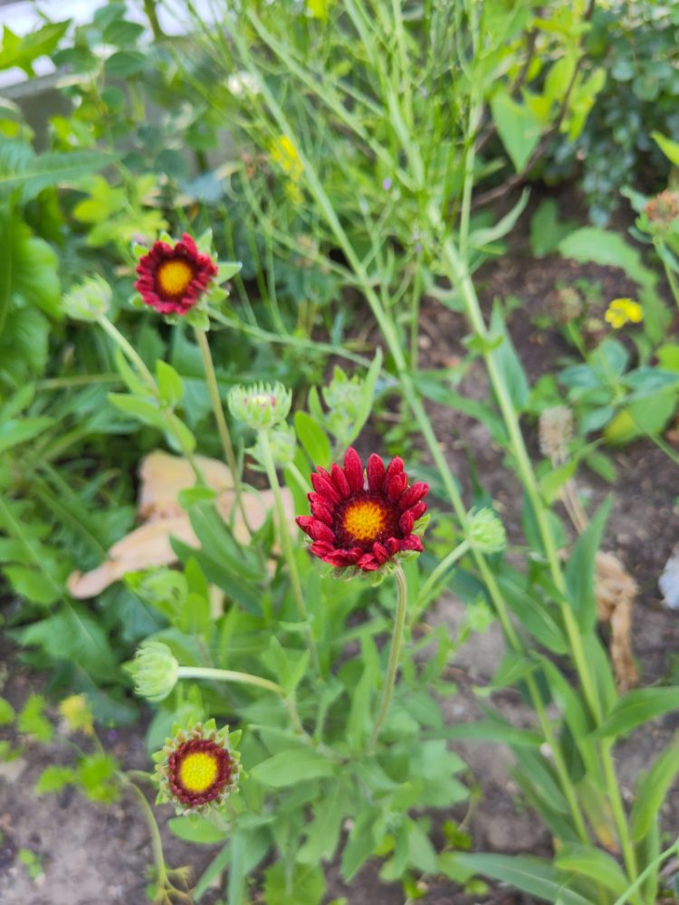 Kokardenblumen mit gelber Blütenmitte und roten Blütenblättern außen herum, noch nicht ganz aufgeblüht