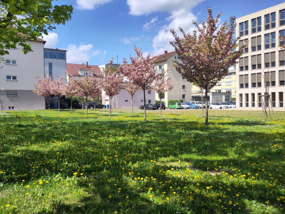 Der Rudolf-Duala-Manga-Bell Platz besteht aus einer gepflegten Grünfläche auf der mehrere Zierkirschenbäume gepflanzt wurden.