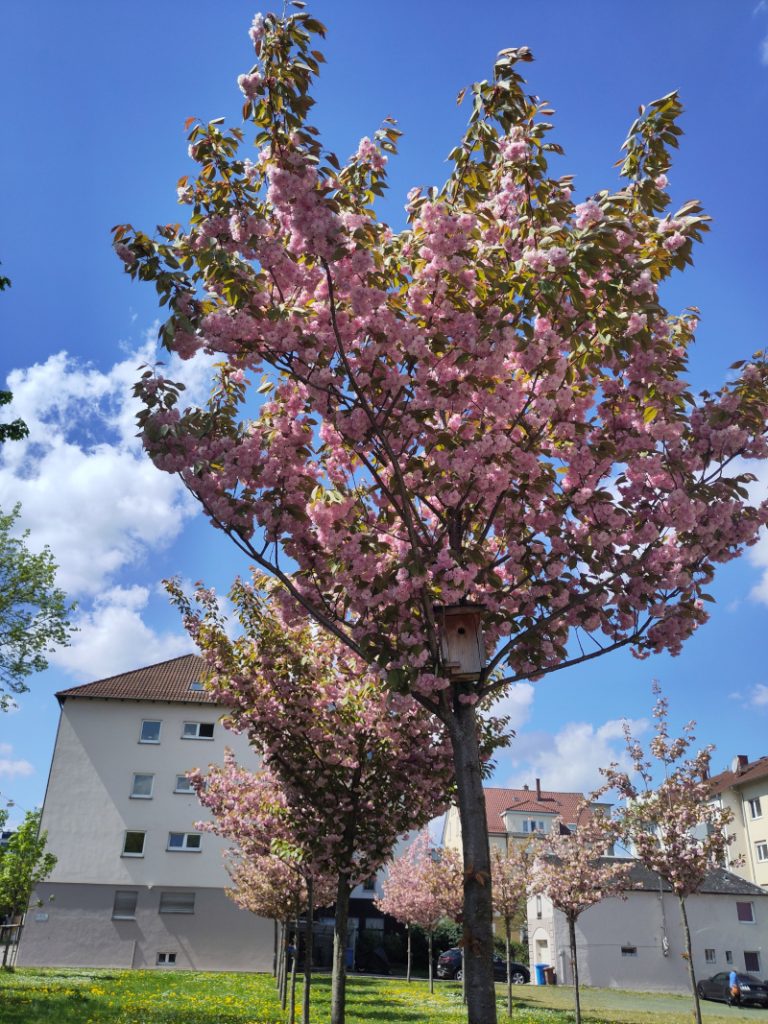 In den Zierkirschenbäumen wurden jeweils Vogelhäuschen angebracht.