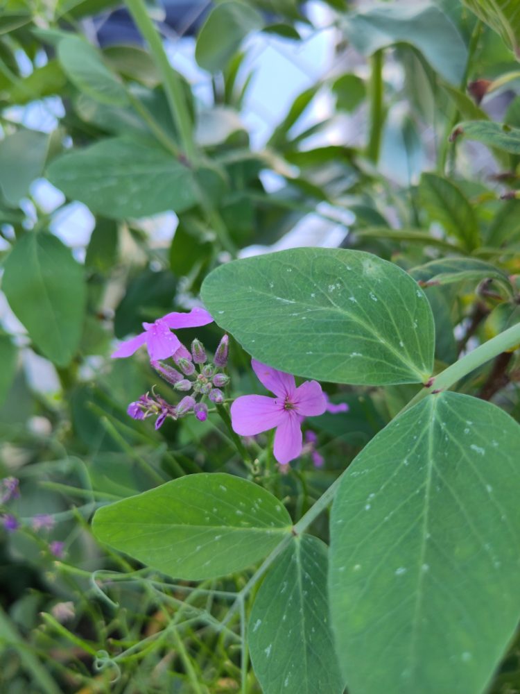 Die letzten Blüten lila blühender Nachtviolen
