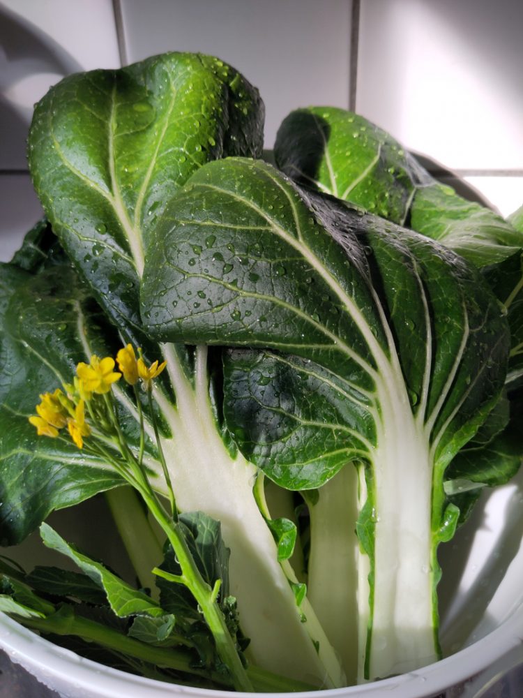 Große Pak Choi Blätter und ein Blütenstand in einer großen Schüssel in der Küche nachdem das Gemüse gewaschen wurde.