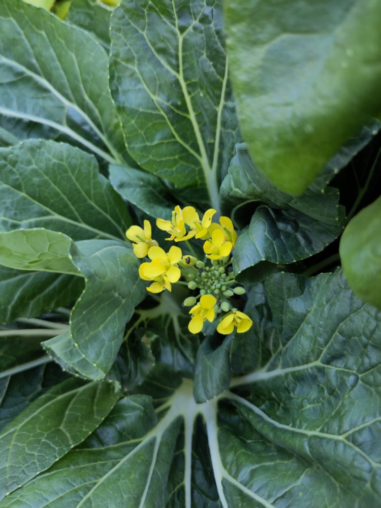 Geld blühender Pak Choi. Die Blüten kann man essen, wie auch das restliche der Gemüsepflanze
