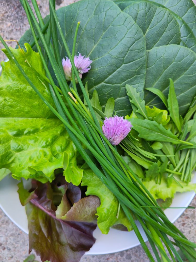 Eine Schüssel gefüllt mit Pak Choi, Blattsalat, Rucola und Schnittlauch sowie Blüten vom Schnittlauch