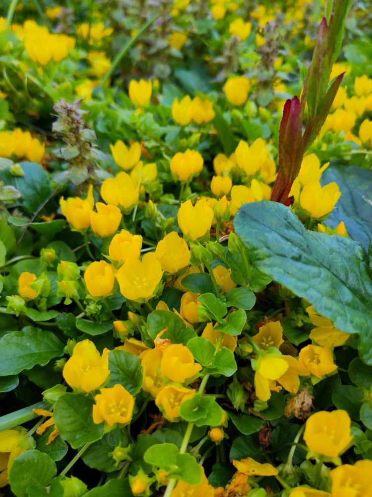 Viele gelbe Blüten des Pfennigkrauts