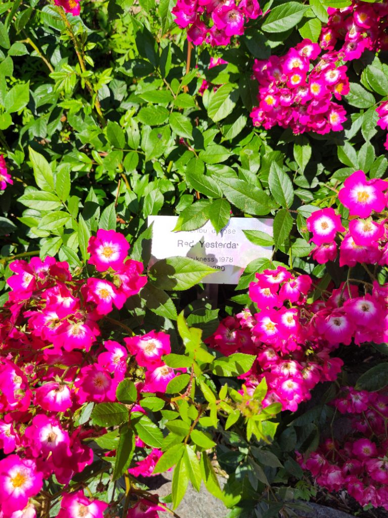 Red Yesterday zeigt viele kleine offene Blüten in pink mit einer weißen Mitte.