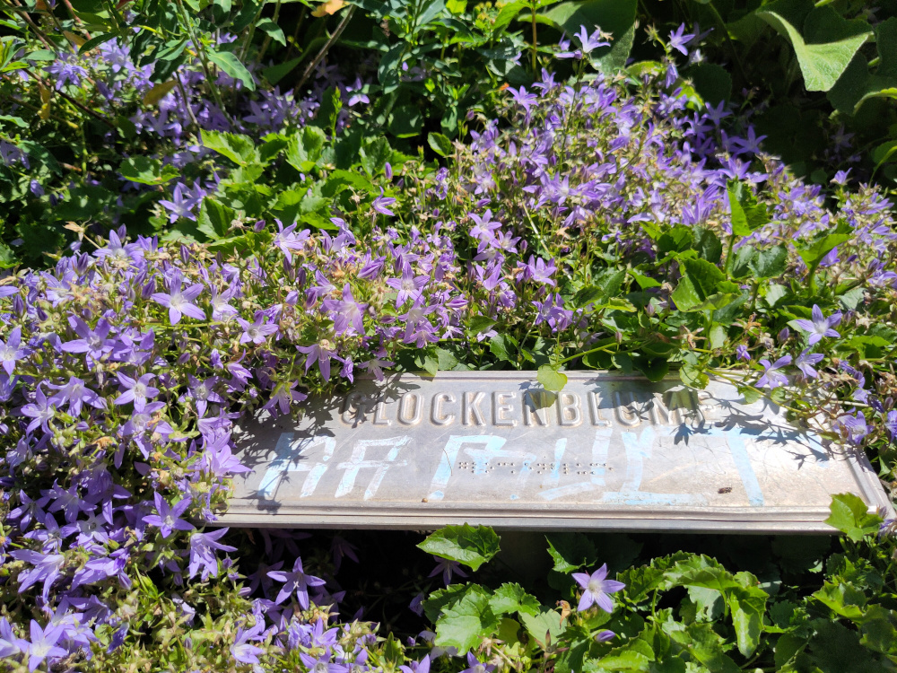 Glockenblumen in einem der Hochbeete wuchern über das Metallschild mit der Bezeichnung "Glockenblume". Das Schild verfügt auch über Blindenschrift, was aber fast nicht zu sehen ist, da auch hier jemand sich mit einem Stift verewigt hat.