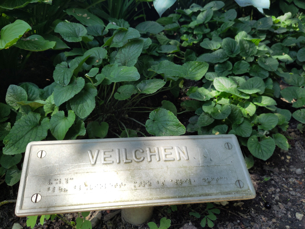Veilchen in einem Hochbeet mit einem Metallschild mit der Bezeichnung als Wort und in Blindenschrift. Dieses Metallschild ist noch gut in Schuss.