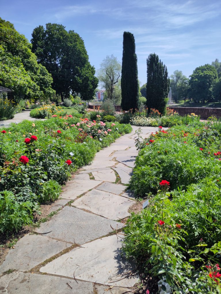 Der Weg ist umrandet von verschiedenen Pflanzflächen, die mit Bäumen, Sträuchern, Stauden und vor allem Rosen bepflanzt sind. In der Ferne sind höher gewachsene Zypressen zu sehen.