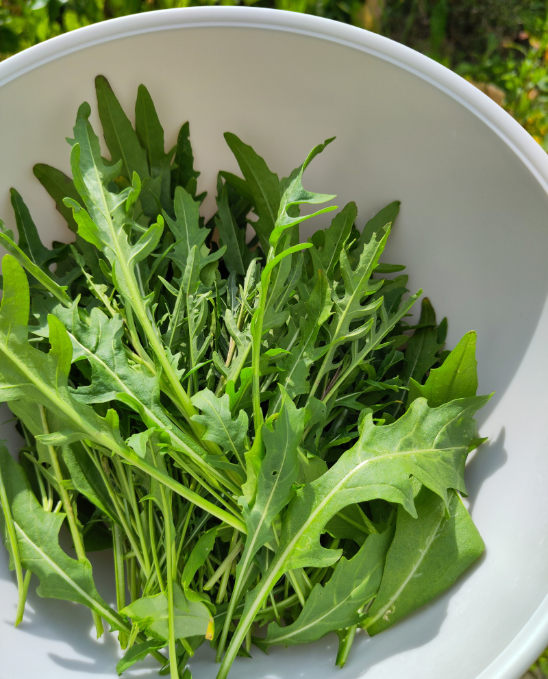 Eine Schüssel gefüllt mit frisch geschnittenem Rucola
