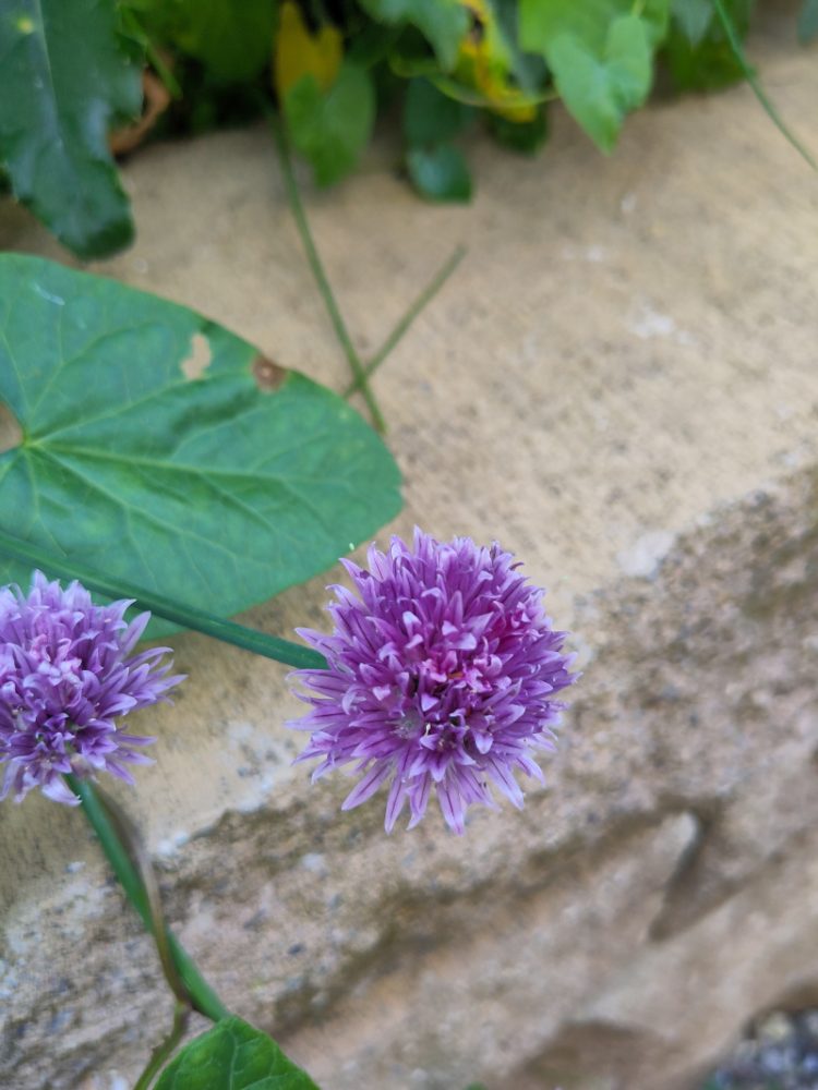 Lila Schnittlauchblüten