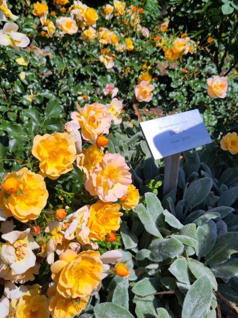 eine beige-orange farbene Rose mit dem Namen Sedana