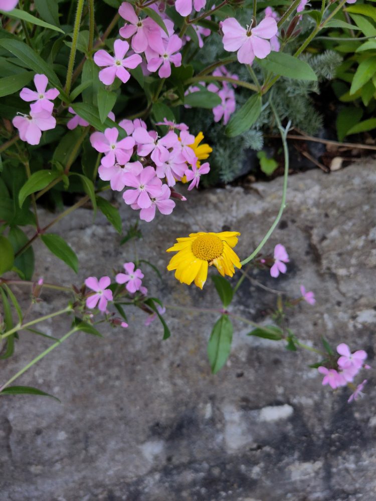 Rosa blühende Seifenkraut Hybriden und eine gelbe Blüte einer Hundskamille am Steinhang
